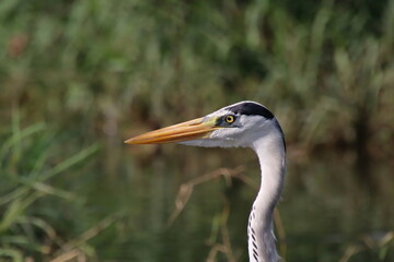 Grey Heron at a water body