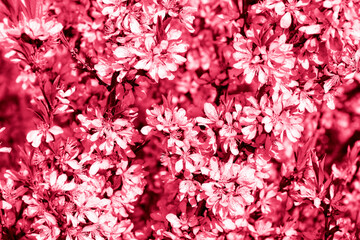 Fototapeta premium A beautiful wall of pink flowers. Textured background of colors. Wallpaper flowers