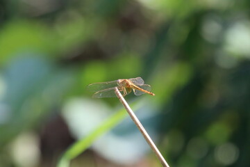 Scarlet Skimmer basking under the sun