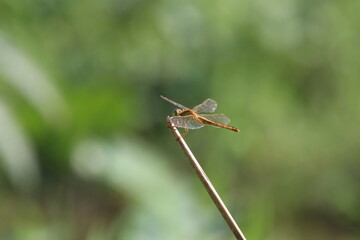 Scarlet Skimmer basking under the sun