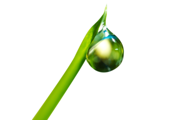 Beautiful dew drops on blade of grass macro