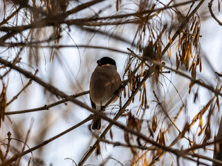 bright bullfinch on a tree branch looking for food on a frosty winter day