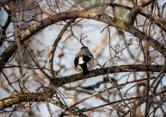 bright bullfinch on a tree branch looking for food on a frosty winter day