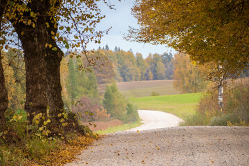 Landsape with autumn trees and sandy road