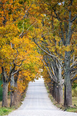An alley of trees with yellow and orange autumn leaves