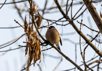 bright bullfinch on a tree branch looking for food on a frosty winter day