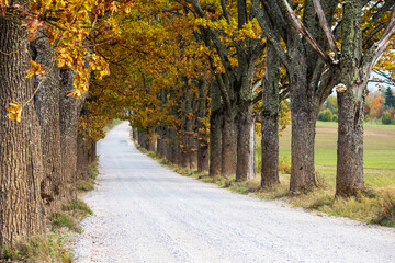 
Autumn tree alley with gravel road