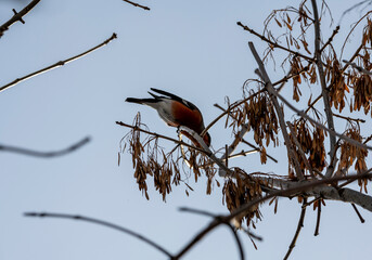 bright bullfinch on a tree branch looking for food on a frosty winter day