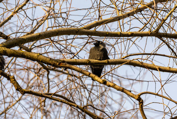 black raven on a tree branch looking for food on a frosty winter day