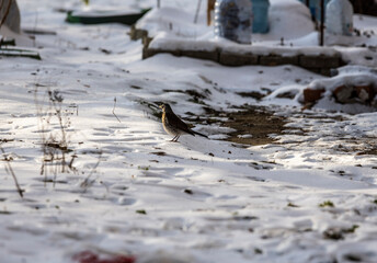 Spotted graybird looking for food on a frosty winter day
