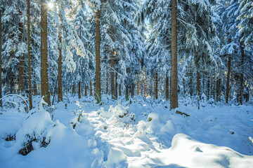 the wintry forest