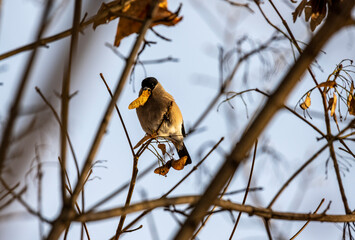 bright bullfinch on a tree branch looking for food on a frosty winter day