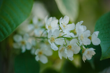 Blossoming bird cherry. Flowers bird cherry tree.