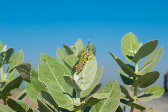 Beautiful landscape view of a grasshopper on a Calotropis plant with blurred background and selective focus. A colorful locust sitting on Calotropis plant.