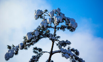 Bottom view of tall, snow-covered trees, ship pines on a clear, frosty winter day against a blue...