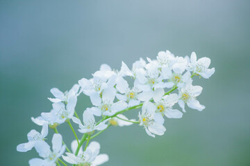 Blossoming bird cherry. Flowers bird cherry tree.