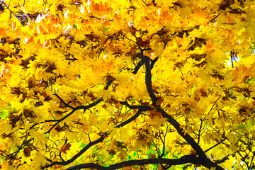 closeup golden autumn tree in the park
