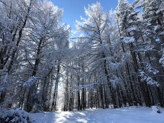 winter forest in the snow, Ala-Archa National Park, Kyrgyzstan