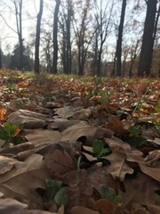 Autumn leaves in the forest