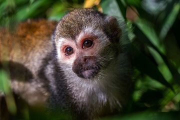 Common squirrel monkey (Saimiri sciureus) on tree in the nature.