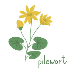 Pilewort vector illustration