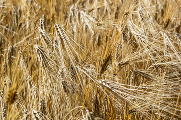 Fields of wheat at the end of summer fully ripe