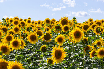 Obraz premium Sunflowers are Growing on the Big field. Wonderful panoramic view field of sunflowers by summertime. Long rows of nice yellow sunflower in the field under the blue sky. Black sunflower seeds