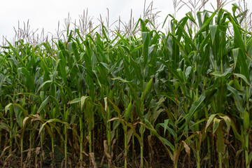 Corn or maize field in organic land agriculture