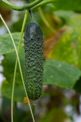 plant cucumber with yellow flowers. Juicy fresh cucumber close-up macro on a background of leaves