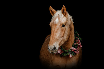 Portrait of a beautiful palomino kinsky horse wearing a christmas wreath in front of black...