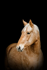 Elegant portrait of a stunning palomino isabelline kinsky warmblood horse on black background