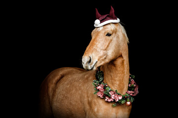 Portrait of a beautiful palomino kinsky horse wearing a christmas wreath in front of black...