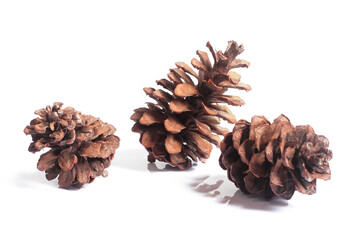 pine cones isolated on white background, christmas object equipment concept