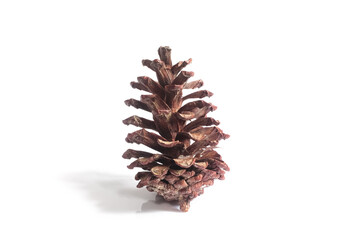 pine cones isolated on white background, christmas object equipment concept