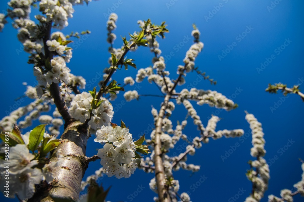 Sticker low angle shot of the pretty cherry blossom tree