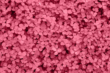 2023 Viva Magenta Colored abstract background. Color of the Year 2023 Patch of clover provides a background for St. Patrick s Day images. Clover field.