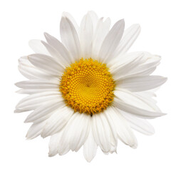 PNG close-up white chamomile flower on tranparent background.