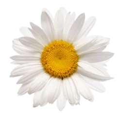 Foto op Plexiglas PNG close-up white chamomile flower on tranparent background. © Liliia