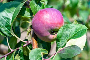 Photography on theme beautiful fruit branch apple tree
