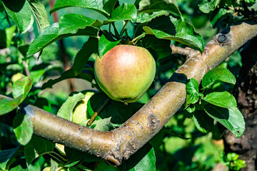 Photography on theme beautiful fruit branch apple tree