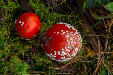 Close-up of a Amanita poisonous mushroom in nature. Fly amanita Amanita muscaria mushroom