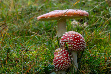 Close-up of a Amanita poisonous mushroom in nature. Fly amanita Amanita muscaria mushroom