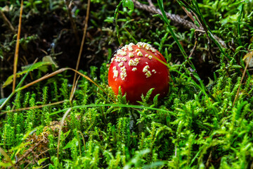Red Wild Amanita Muscaria Mushroom. A red Amanita Muscaria mushroom growing in the wild