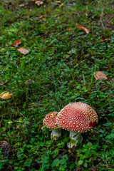 Close-up of a Amanita poisonous mushroom in nature. Fly amanita Amanita muscaria mushroom