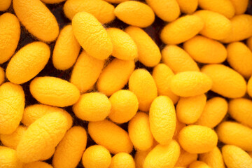 Close up Silkworm cocoon combined for nature background.