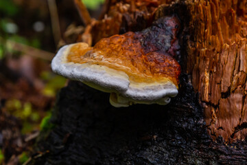 Fomes fomentarius, commonly known as the tinder fungus, false tinder fungus, hoof fungus, tinder conk, tinder polypore or ice man fungus - obrazy, fototapety, plakaty