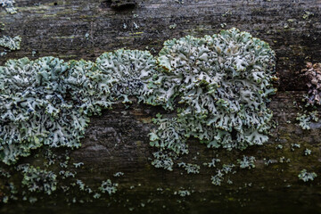 Hypogymnia physodes monk's-hood lichen lichen on tree branch in forest closeup selective focus