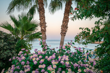 Flower Palm Sunset Beach Cyprus