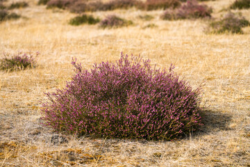 Close-up of heather plants in the nature reserve in Haltern am See. Westruper Heide. Erica.
