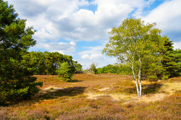 Nature in the Westruper Heide. Landscape with heather plants and trees in the nature reserve in Haltern am See.
